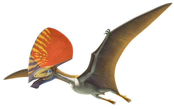 Pterosaurs: Flight in the Age of Dinosaurs