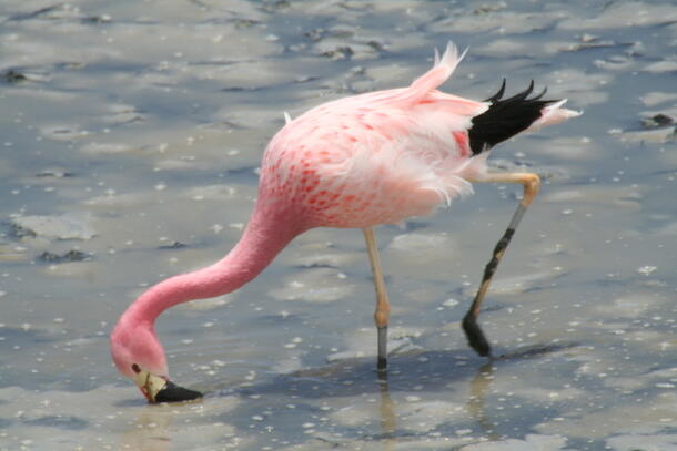 An Andean Flamingo forages in Laguna Saquewa in Bolivia. Flamingos stir up the mud and filter food through teethlike structures in their bills. © O. Rocha