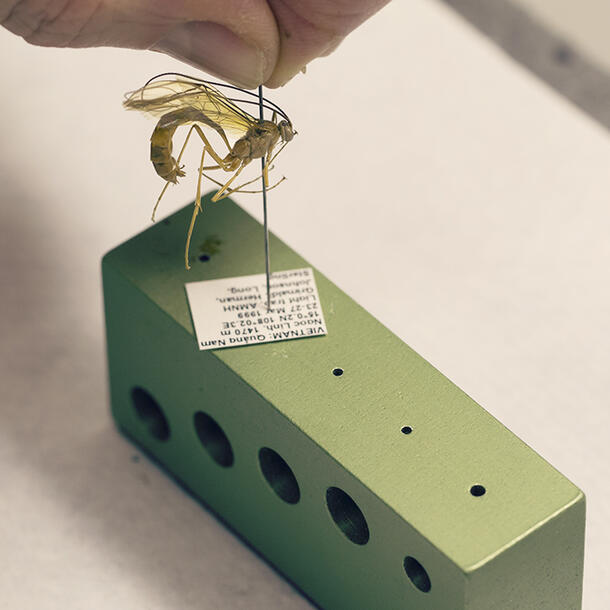 Fingers hold the top of a large straight pin with an impaled large dried insect specimen above a steel pinning box that has an identification label above the designated pin hole.