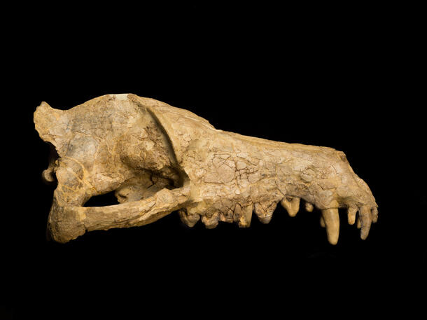 Andrewsarchus skull