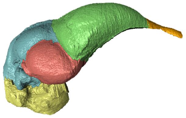 Archaeopteryx