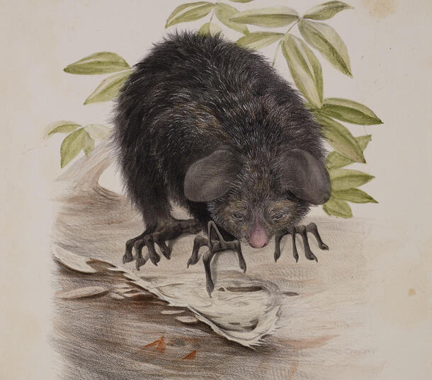 Aye-aye