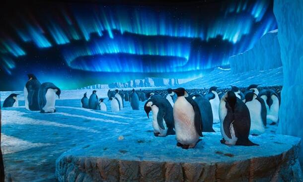 Emperor Penguin diorama in Race to the End of the Earth