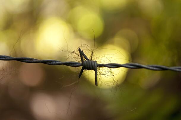 Close-up of strands of grizzly bear hair collected on a section of wire composed of two strands of wire twisted, and a small wire coil with four short jagged edges.