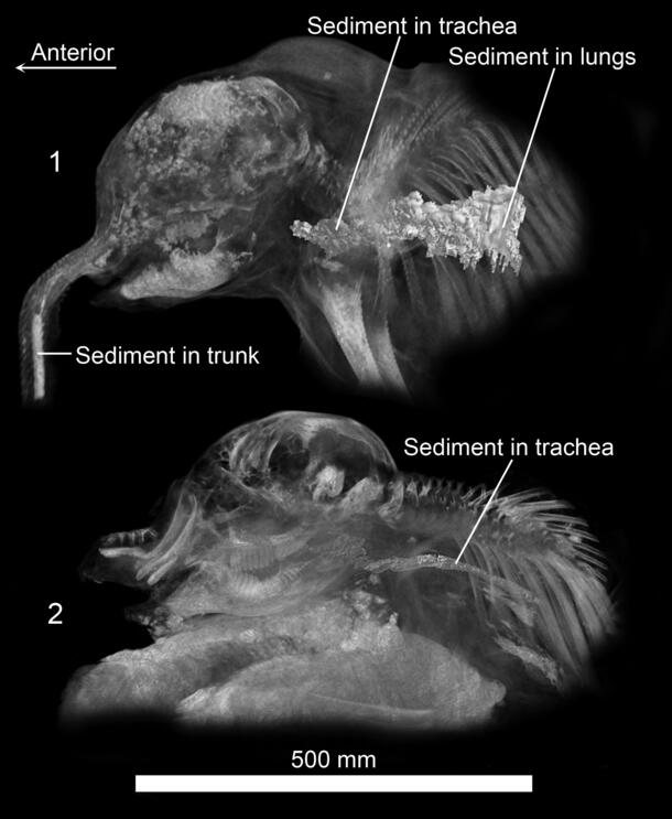Mammoth Throat