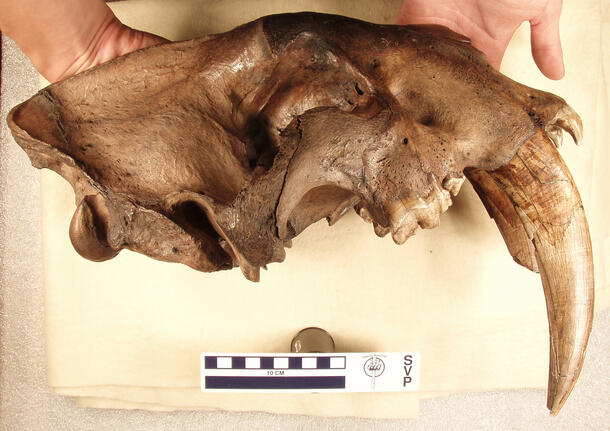 Fossilized jaw of Smiladon—extinct saber tooth cat.