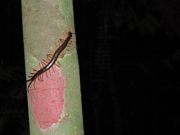 Giant Asian forest centipede on a branch at night in Bạch Mã National Park in Vietnam.