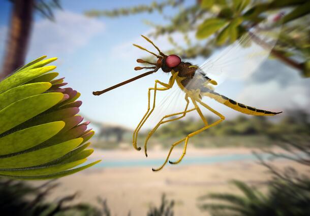 A flying insect with long thin hanging legs and a long proboscis suspended above a large flower.