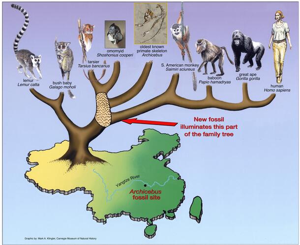 Archicebus evolutionary tree