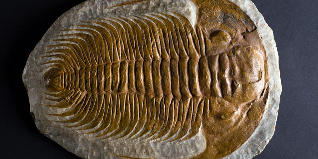 Ancient Trilobites on Display | AMNH