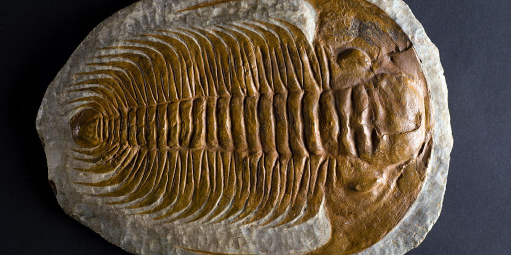 Cabinet Specimen Display Fossils Home /& Living Trilobite Home Decor Rare Fossils Fossils Home Decor Trilobite Trilobite Fossil