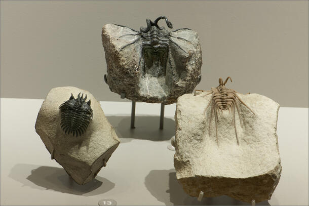 Fossile Di Trilobite Antico (Corona Verme) – Esemplare Naturale Del Siluriano, 2,5-4 Cm, Per Collezionismo E Insegnamento