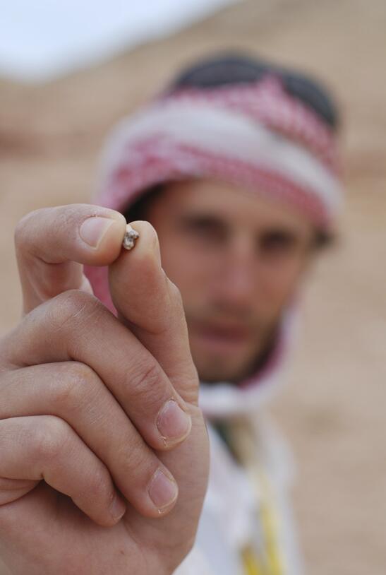 A closeup of the hand of a man in red and white turban holding a tiny fossil monkey tooth before the camera lens. It looks like a small stone with a notch in it.