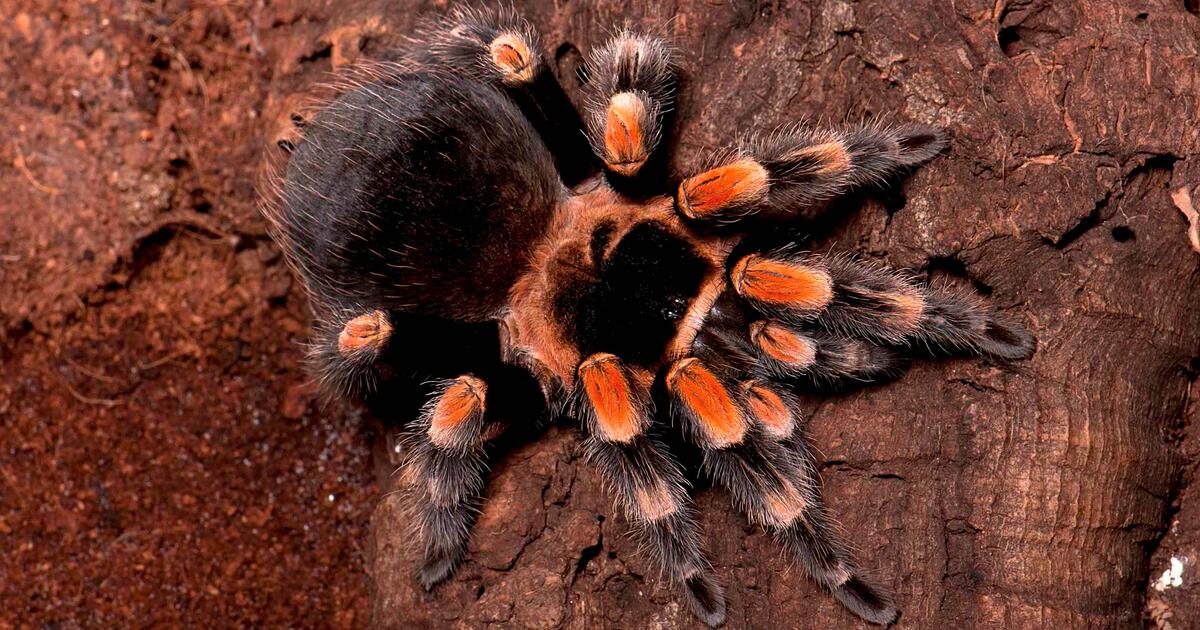 Ten Things To Know About Tarantulas Amnh