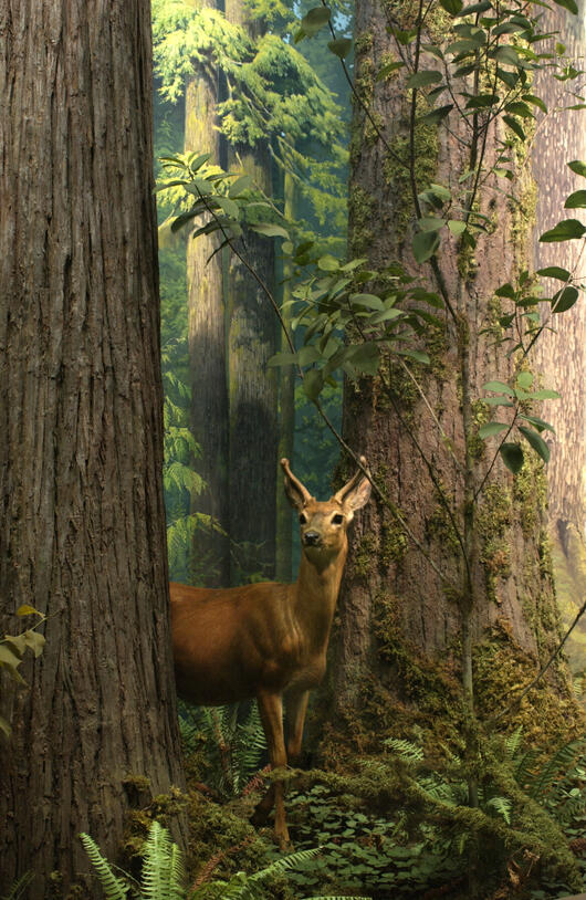 A black-tailed deer stands between the tree trunks of a Western red cedar and a Western hemlock in the Olympic Forest diorama, in the Museum’s Hall of North American Forests.