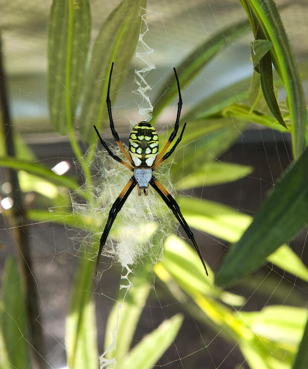 A close-up of a colorful orb weaver spider spinning a web in thin green plant leaves.