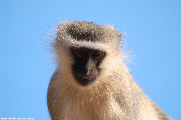 A close-up of a vervet monkey. The animal has light-colored body fur and a dark-skinned face with dark fur atop its head.