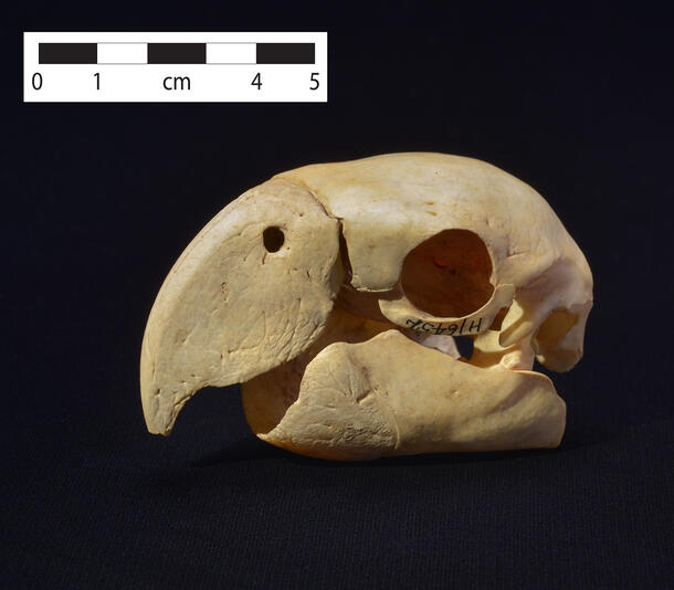 The skull of a scarlet macaw.