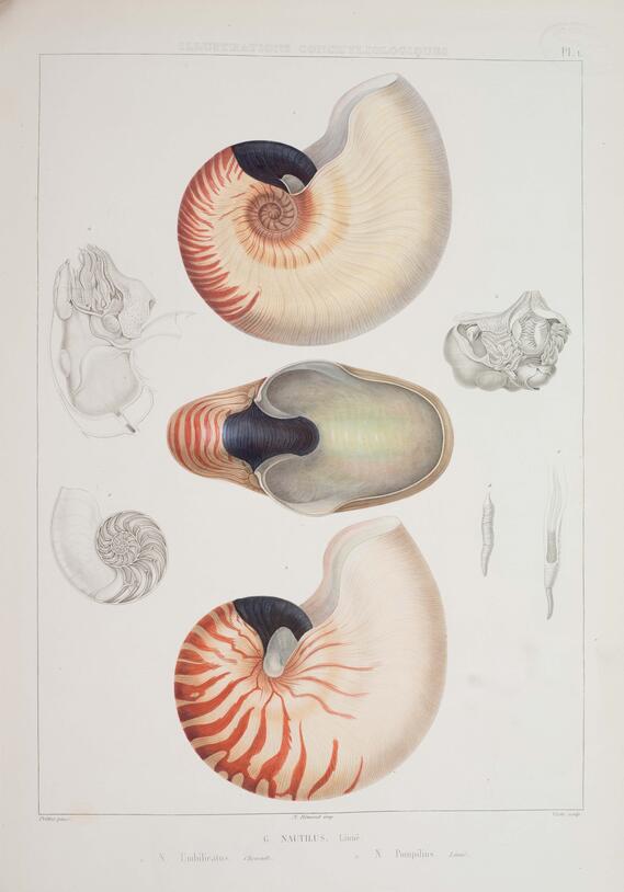 Nautilus pompilius