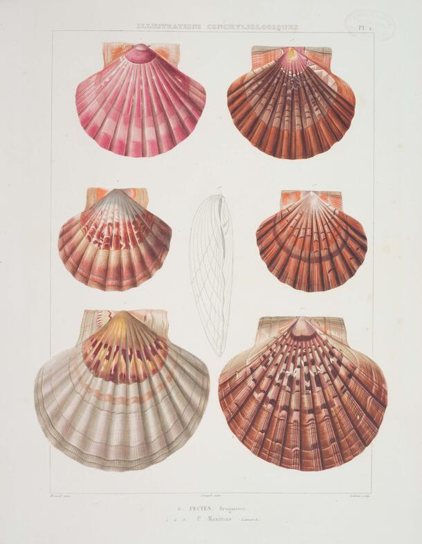 Pecten maximus