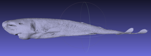 Pocket Shark CT Scans 