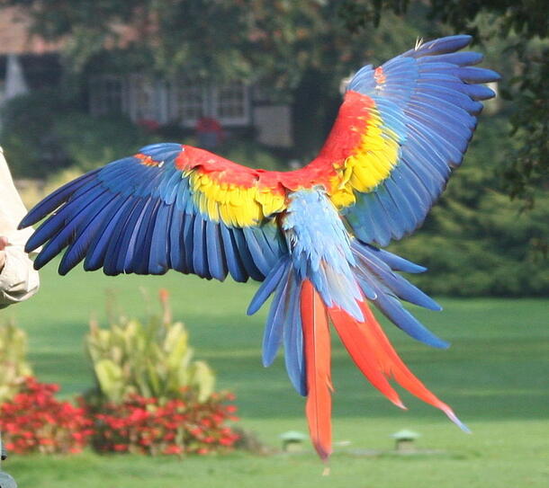 A brightly colored parrot in flight.