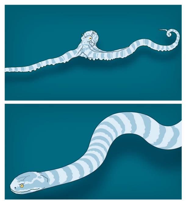 drawings of octopus and sea snake, to show comparative behavior