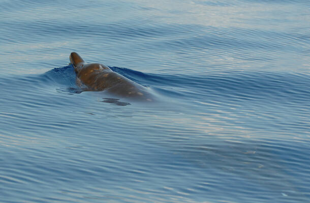 Beaked Whale