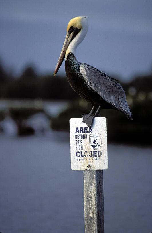 Pelican at Pelican Island