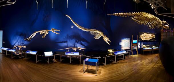 skeletons of early whales, cast from fossils