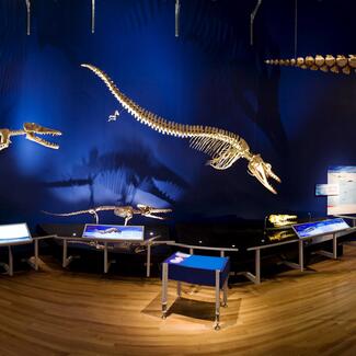 skeletons of early whales, cast from fossils