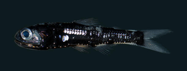 Bioluminescent fish Ceratoscopelus