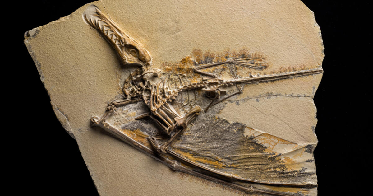 Top 47+ imagen pterosaur fossil