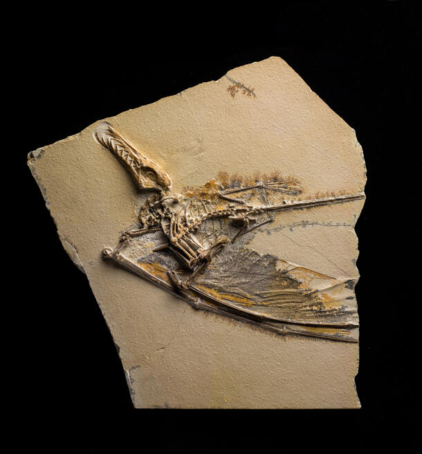 Dark Wing pterosaur fossil