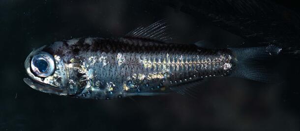 Diaphus Bioluminescent Fish Study sparks 2104