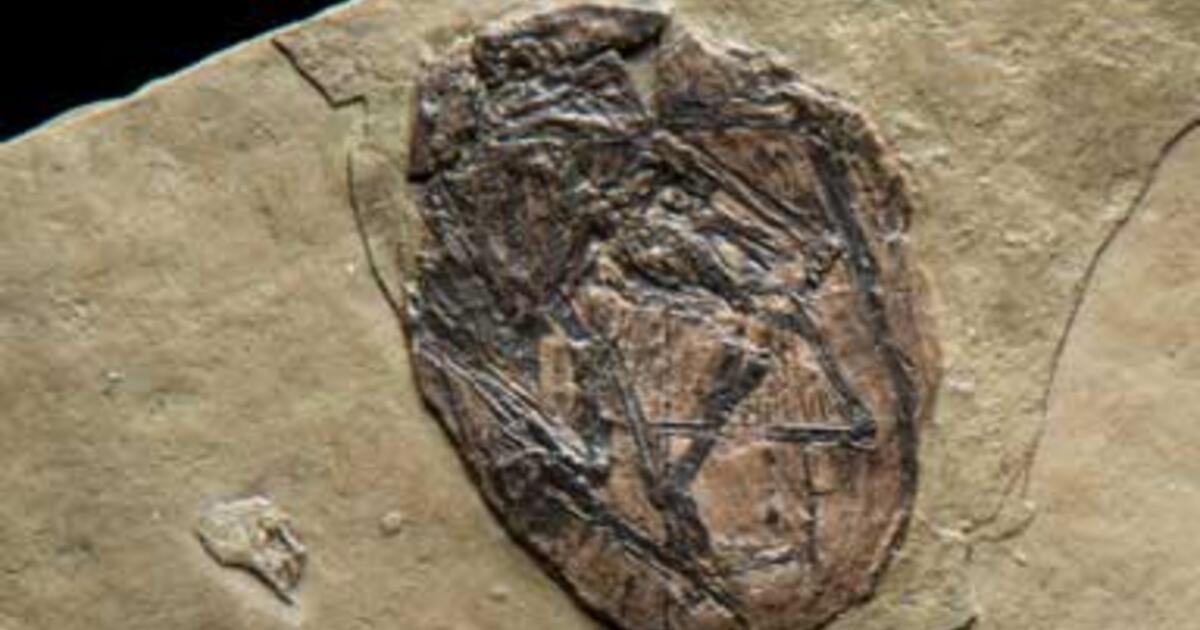 the pterodactyls egg story