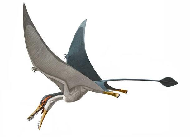 Rhamphorhynchus muensteri pterosaur 