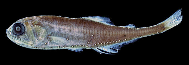 Bioluminescent fish Tarletonbeania