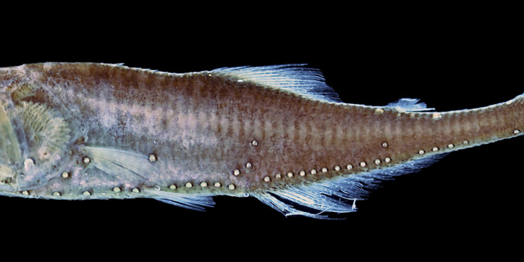 Bioluminescent Communication: Fish Mating Strategies