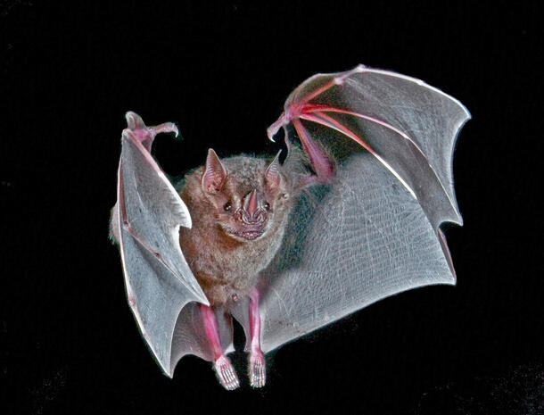 A Jamaican fruit bat, Artibeus jamaicensis, a species of leaf-nosed bats with a leaflike protrusion on their snouts, brownish fur and pale white markings above and below the eyes.