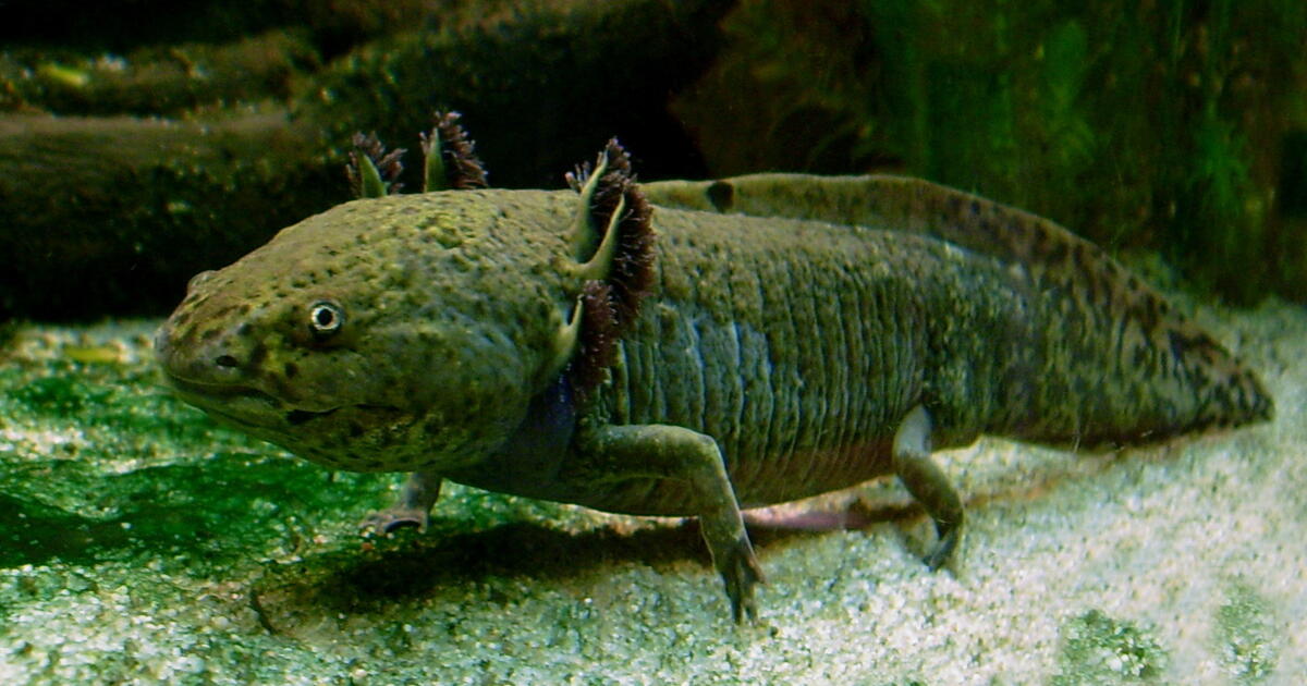 nico the axolotl