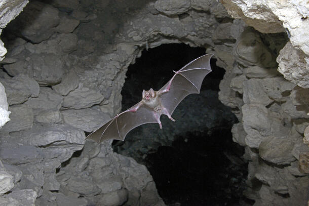 A bat, the common vampire bat, with wings fully expanded, flying out of a cave. The bat is flying toward camera, with cave opening in the background.
