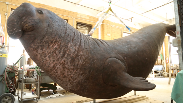 Elephant Seal Model 