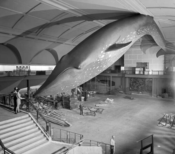 Blue whale model