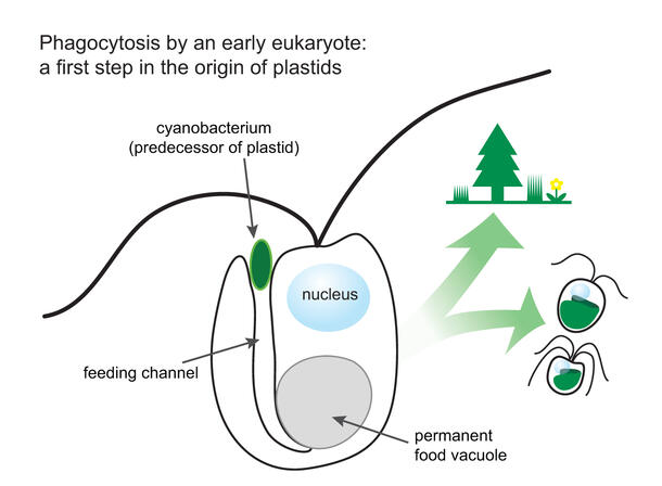 Illustration of bacteria-eating behavior of green alga, a precursor to photosynthetic algae and land plants.