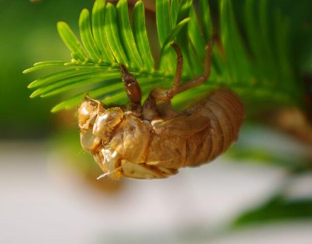 Fifth instar nymph cicada skin