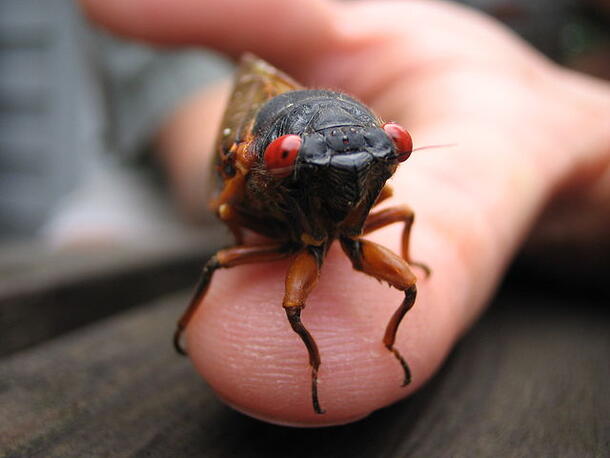 Single cicada