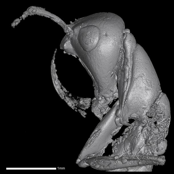 Side view of a 3-D reconstruction of the head of an extinct ant species, Haidomyrmex scimitarus