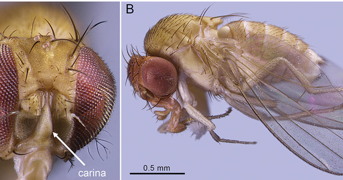 New Study Unveils Exotic Flies Hiding in Urban LA AMNH