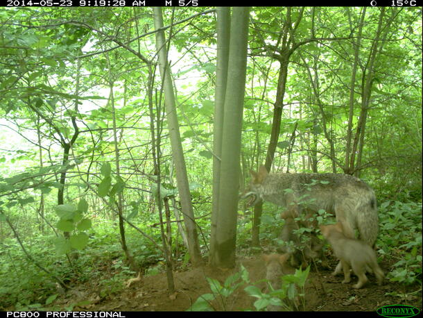 Mother coyote and pups, photographed in the Bronx, NY.